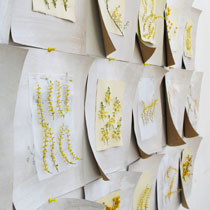 Acacia & Paper Installation