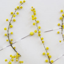 Acacia-2