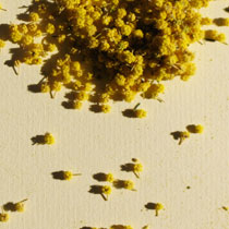 Acacia-3