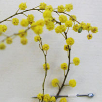 Acacia